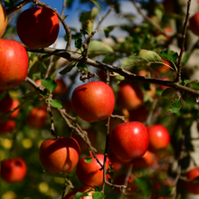 Load image into Gallery viewer, YEAR OF THE SNAKE