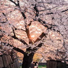 Load image into Gallery viewer, PINK HAZE